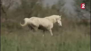 couplage des chevaux  dans la nature
