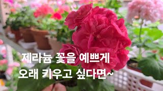 #거실제라늄#예쁘게 키우려면~