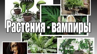 ЦВЕТЫ-ВАМПИРЫ, которые не желательно иметь в доме