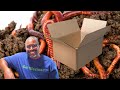 Should I Feed My Worms A Cardboard Box