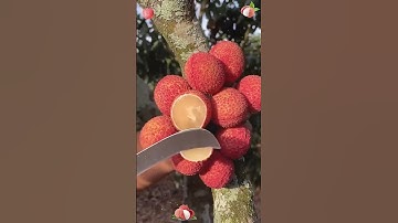 Litchi fruits farming #lychees #agriculture #agriculturetechnology