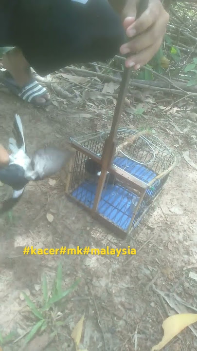 #mk#kacer#malaysia vidio lama