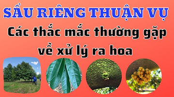 Xử lý ra hoa sầu riêng thuận vụ | Các thắc mắc thường gặp từ tạo cơi đọt cuối đến khi ra hoa