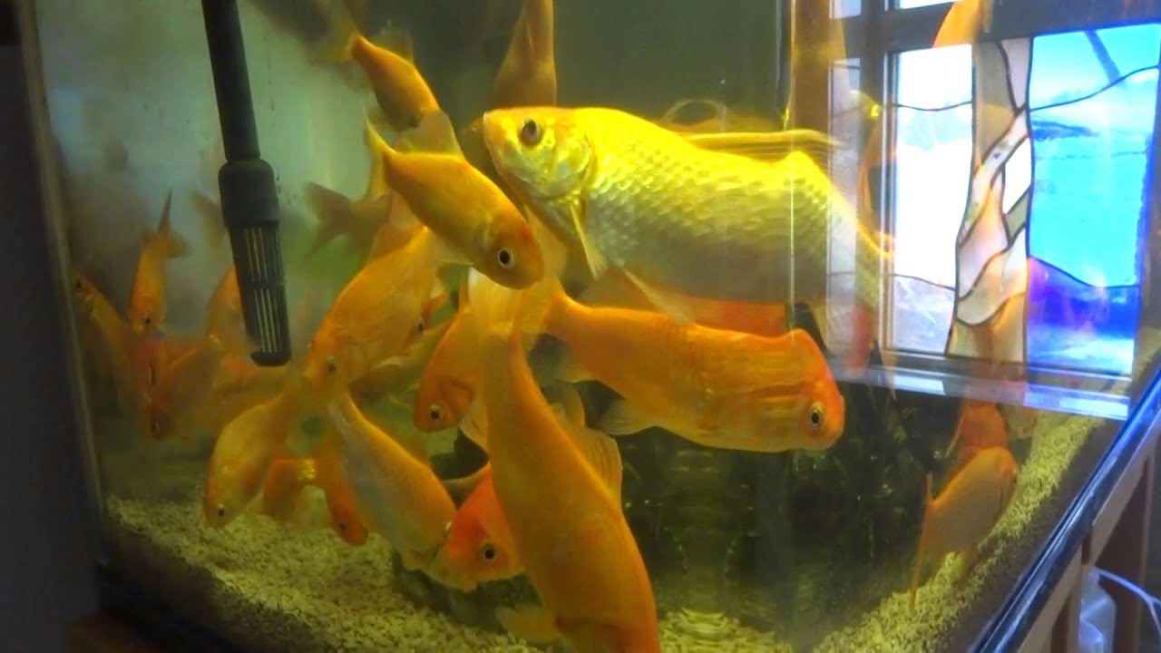 夏祭りの金魚すくいで残ったのを水槽で飼育 Youtube