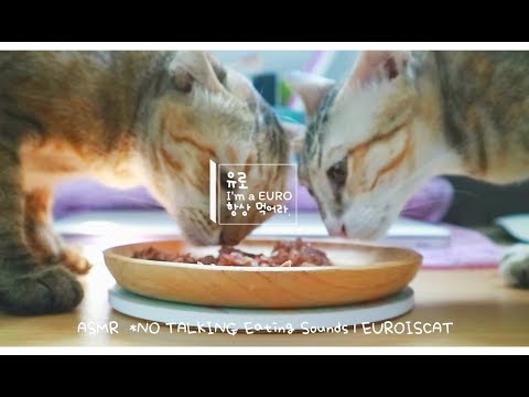CAT | ASMR NO TALKING Eating Sounds | EUROISCAT ชีบา (Sheba) อาหารแมว