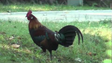 jungle fowl and squirel crossing 10 10