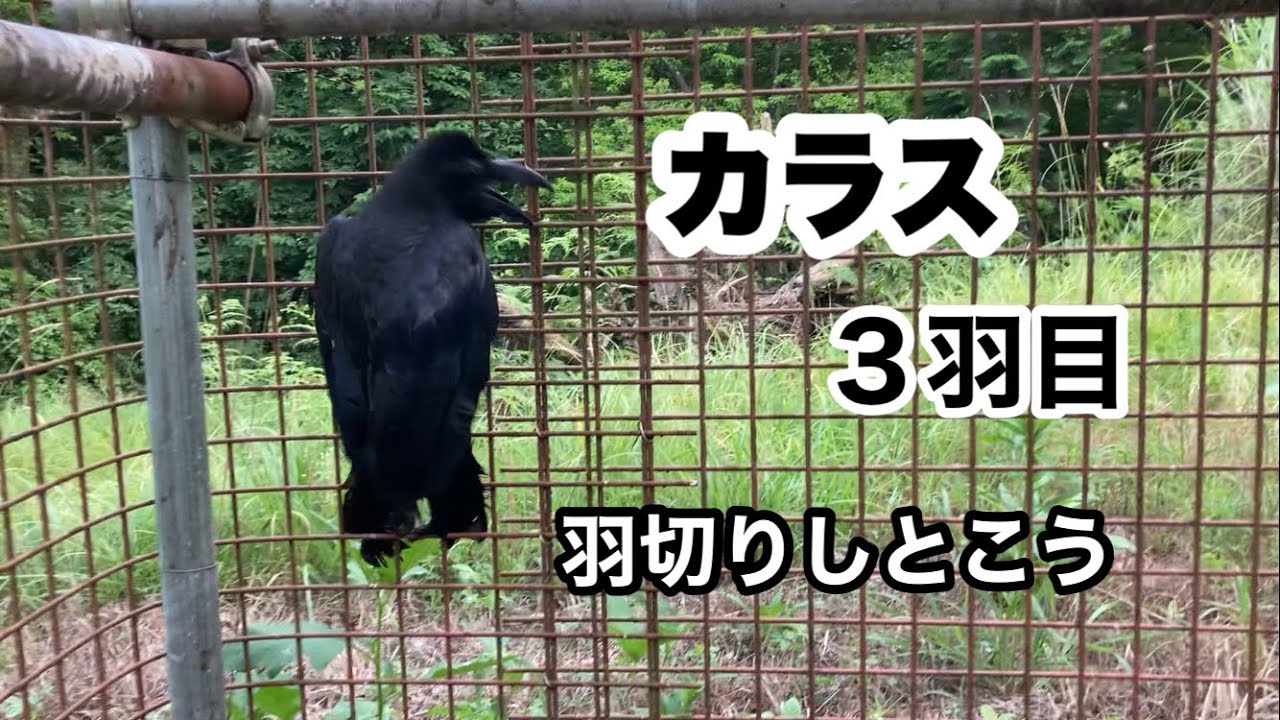 カラスがやっと入った Youtube