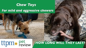 Testing Chew Toys for Dogs That Are Aggressive Chewers | How long will they last?