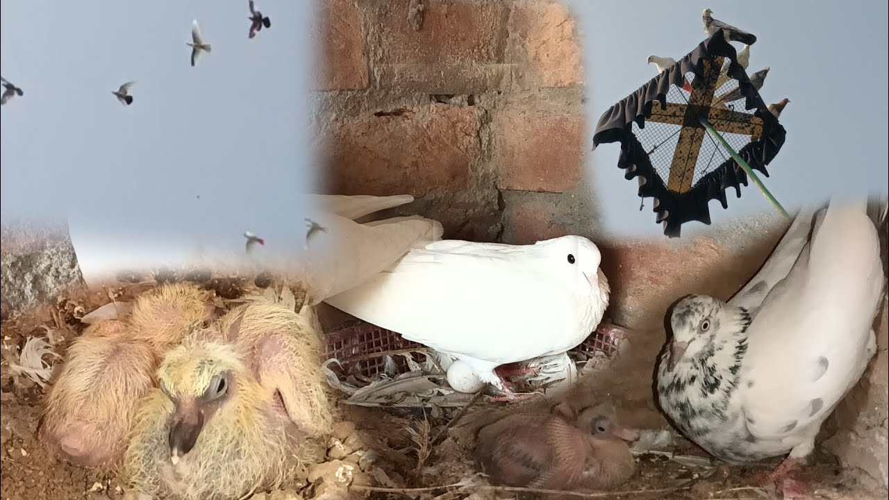 ਦੇਖੋ ਮਿੱਤਰੋ ਆਪਣੀ ਸ਼ਾਹ ਅੱਖੀ ਕਬੂਤਰੀ ਨੇ ਇੱਕ ਆਂਡਾ ਧਰ ਲਿਆ ❤️☺️ ਨਾਲੇ ਛੋਟੇ ਤਿੰਨ ਬੱਚੇ ਦੇਖੋ 🕊️❤️