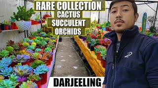 succulent plants | rare succulents and cacti | must visit new tourist place in darjeeling |