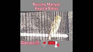 Download Lagu Pancingan Ampuh Untuk Burung Manyar Dijamin Langsung Gacorr.!!! MP3