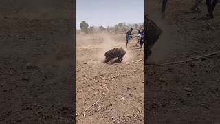 jungli suar pakad ne ka tricka