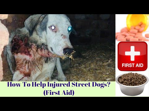 वीडियो: क्या सूडाफेड कुत्ते को चोट पहुंचाएगा?