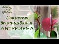 Не хочет цвести антуриум?! А мы заставим! Спасаем гибнущие антуриумы