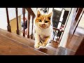 警備員みたいに家の見回りをする三毛猫のまりも。