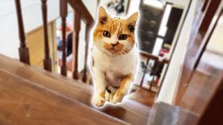 警備員みたいに家の見回りをする三毛猫のまりも。