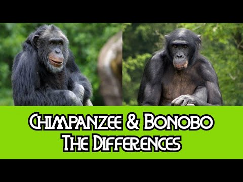 Video: Perbezaan Antara Simpanse Dan Bonobos