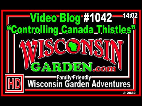Controlling Canada Thistles - Wisconsin Garden Video Blog $1042