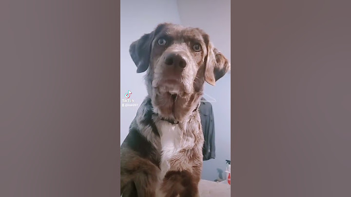 Sounds That Will Make Your Dog Tilt Their Head (100% GUARANTEED!) | Funny Dogs 😂 Squeaky Toy