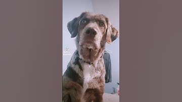 Thumbnail of Sounds That Will Make Your Dog Tilt Their Head (100% GUARANTEED!) | Funny Dogs 😂 Squeaky Toy