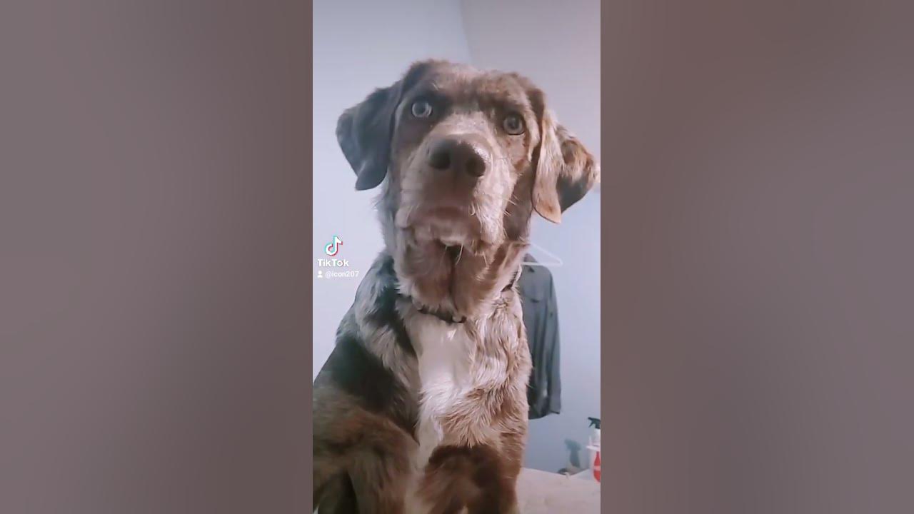 Sounds That Will Make Your Dog Tilt Their Head (100% GUARANTEED!) | Funny Dogs 😂 Squeaky Toy