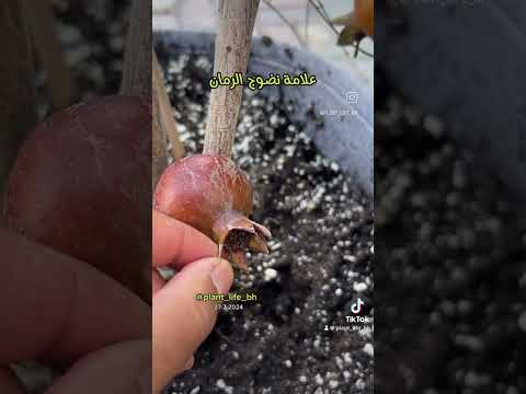 علامة نضوج الرمان رمان البحرين زراعة الاسطح الزراعة المنزلية زراعة السطح  