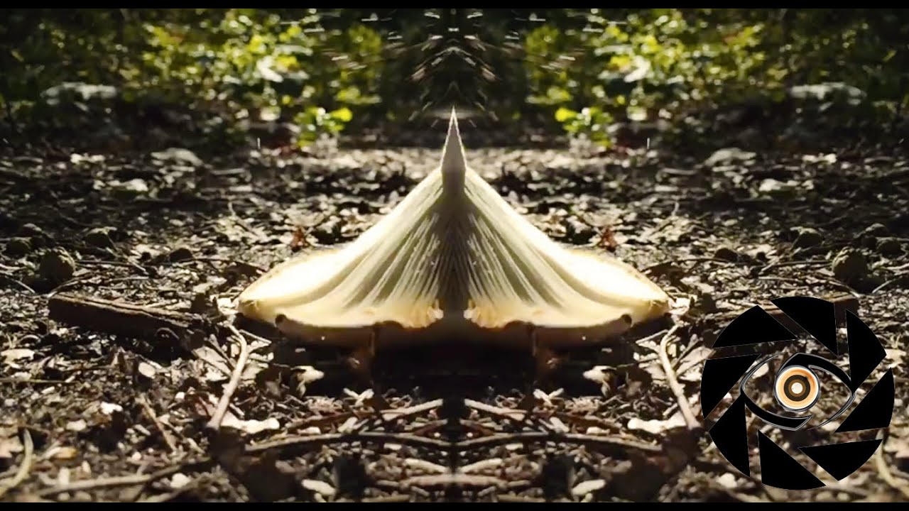 Smilk - Photosynthesis [Music Video]