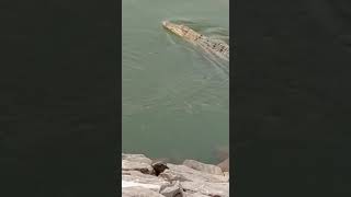 Crocodile in Devi River, cuttack, odisha