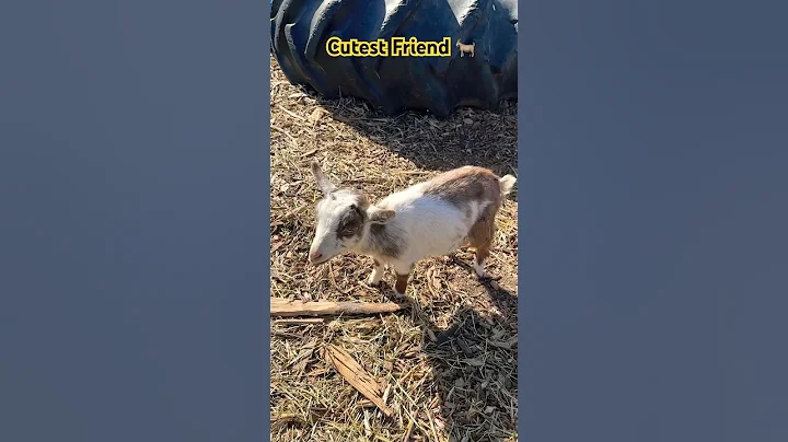 Made a new friend #goat #babygoats #cute #cutenessoverload #friends #calgary #canada #farmlife #love