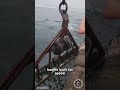 Incredible Footage - Fishermen Feed GIANT Atlantic Bluefin Tuna Off Nantucket 🐟