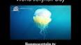 The Fascinating World of Jellyfish ile ilgili video