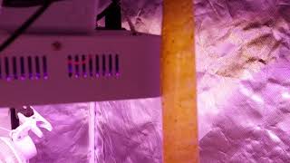 Grower Deacon Dave indoor cannabis grow in MO