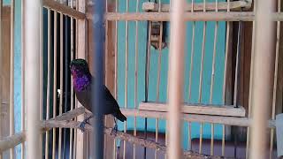 Konin kolibri ninja dada semi hitam gacor isian glatik mantap