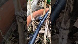 Drip irrigation Button Dripper for your home garden plants #farming #farmmachinery #irrigation