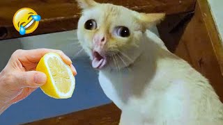 Most Hilarious Dog And Cat Videos 🐈😘🐕 - Best Funny Thoughts And Actions Of Animals 🤣 #23