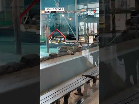 Deer takes plunge at rec centre pool, chaos ensues