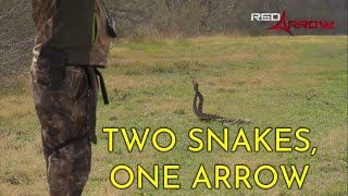 Download Lagu Rattlesnakes \u0026 Rat Bacon!! MP3