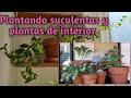 Plantando suculentas y plantas de interior|orbelina marquez