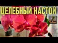 ЧИСТОТЕЛ - ЦЕЛЕБНЫЙ ЧУДО-НАСТОЙ ДЛЯ ЗДОРОВЬЯ И БЫСТРОГО РАЗВИТИЯ ОРХИДЕИ! ЧИСТОТЕЛ УБИВАЕТ НАПОВАЛ!!