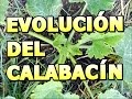 Como Cultivar Calabacín/Como Cultivar Zapallo/Mi huerto en el balcón