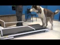 How to Train a Dog To Walk or Run On A Treadmill | Tyler Muto Dogmanship