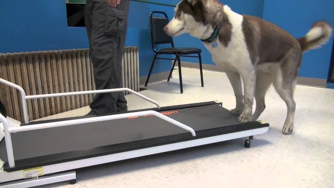 Can dogs use a human treadmill?