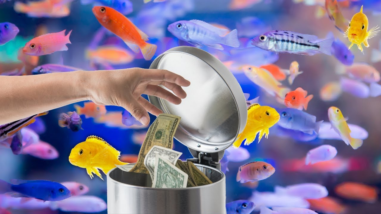 Why Do So Many QUIT? Top 5 Reasons Fish Keepers Quit Aquariums - YouTube