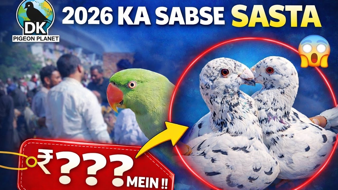 🔥2026 Ki Sabse Sasti Kabootar Market | Sunday Welcome Chowk Full Vlog 2026 🐦💸 #vlog #market #viral 