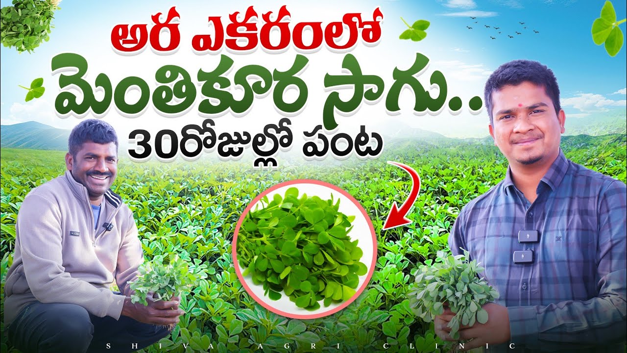 Fenugreek Farming In Telugu | 30రోజుల్లో మెంతికురా సాగు | Menthi Kura Sagu | Shiva Agri Clinic