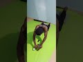 Build your six-pack with roller #gymmotivation #motivation #sports #abs #trending #training #foryou