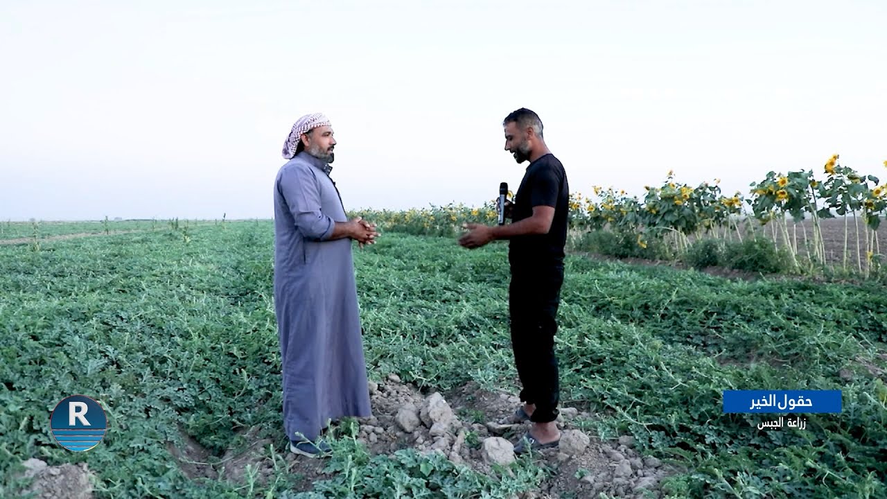 حقول الخير ||  زراعة الجبس|| 29 - 6 - 2024