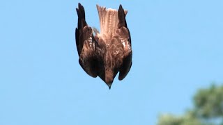 トンビもたまには急降下で決めます。