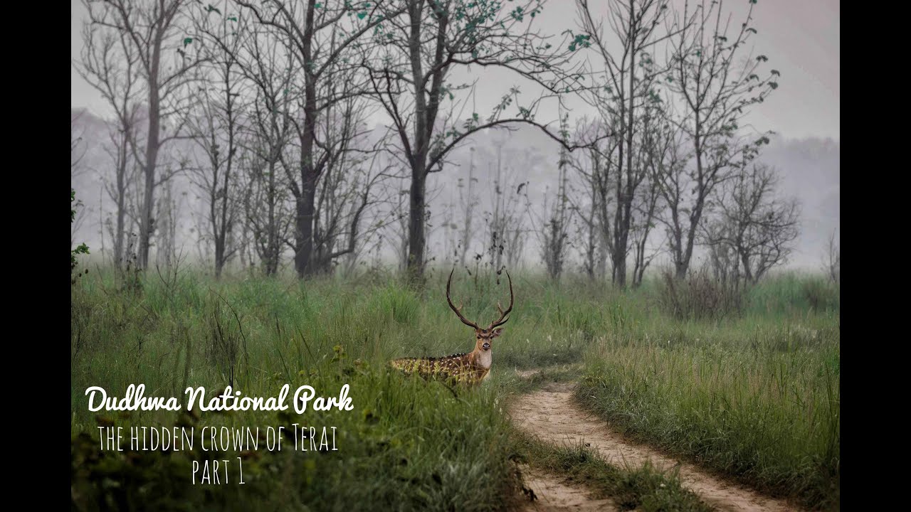 Dudhwa Day 1 Afternoon