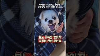 공격성 끝판왕 사나운 강아지 제압법